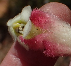 Harveya roseoalba