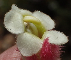 Harveya roseoalba