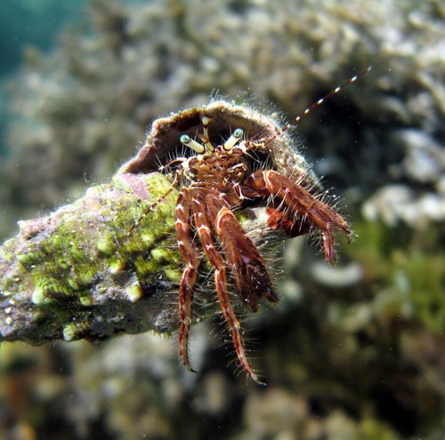 Čekinjasti rak samac (Pagurus anachoretus)