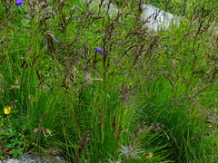 Festuca picturata