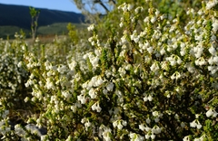 Erica spectabilis
