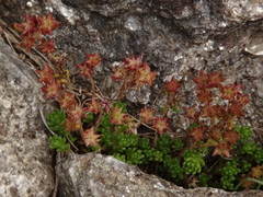 Sedum alpestre