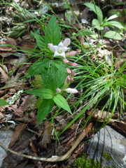 Spigelia humboldtiana