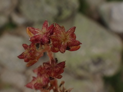 Sedum alpestre