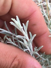 Krascheninnikovia lanata