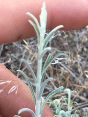 Krascheninnikovia lanata