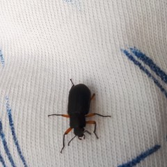 Haplandrus fulvipes