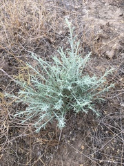 Krascheninnikovia lanata