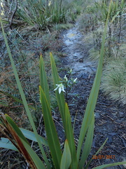 Gentianella stellata