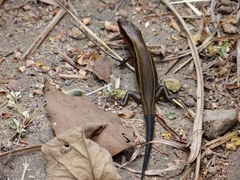 Plestiodon japonicus