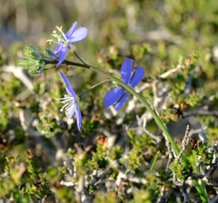 Heliophila linearis linearis