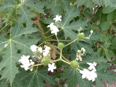 Cnidoscolus multilobus