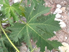 Cnidoscolus multilobus