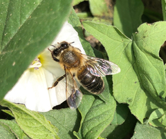 Apis mellifera