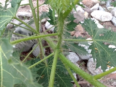 Cnidoscolus multilobus