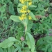 Solidago vigaurea - Photo (c) belyykit, some rights reserved (CC BY-NC), uploaded by belyykit