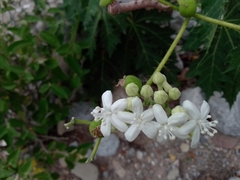 Cnidoscolus multilobus