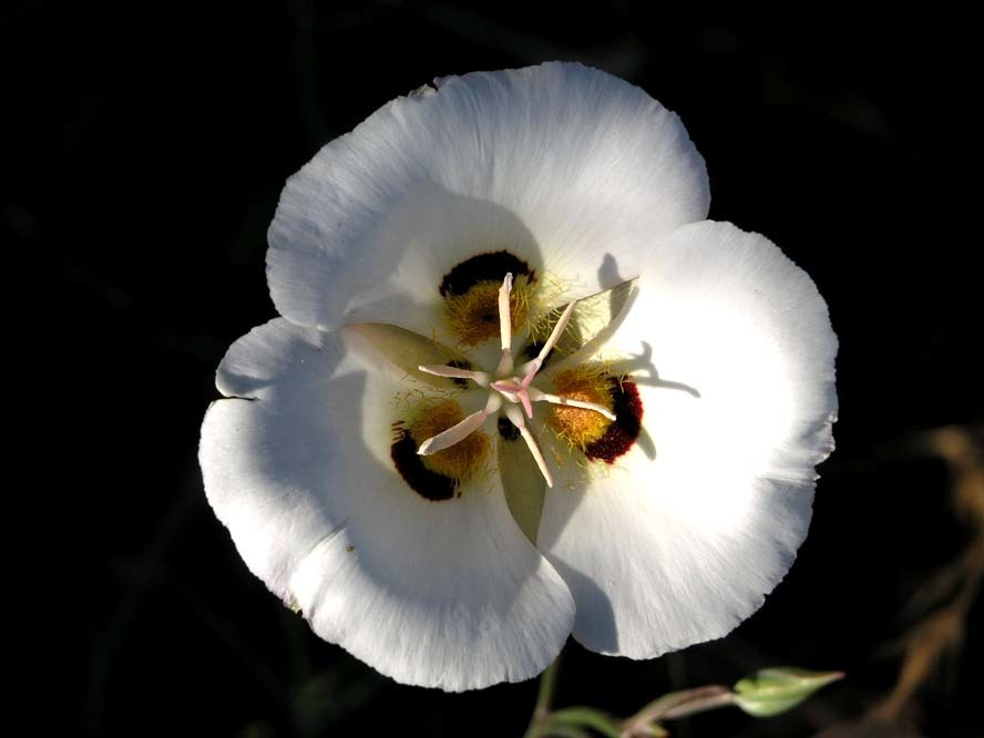 Calochortus dunnii