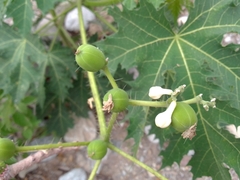 Cnidoscolus multilobus