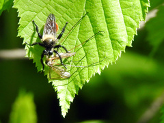 Laphria janus