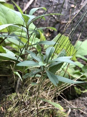 Daphne mezereum