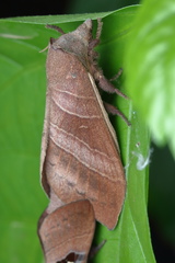 Metanastria hyrtaca
