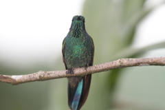 Colibri
