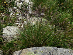 Festuca pseudodura