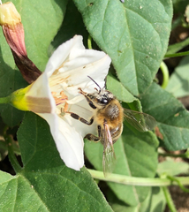 Apis mellifera