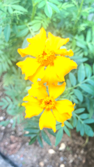 Tagetes lunulata