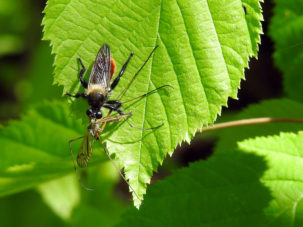 Orange-tailed Laphria