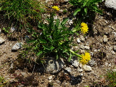Jacobaea carniolica