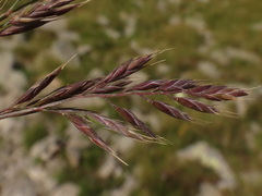 Festuca pseudodura