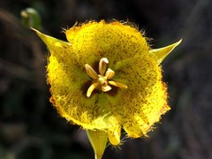 Calochortus weedii