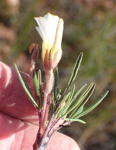 Image of Oxalis algoensis by (c) Nicola van Berkel, some rights reserved (CC BY-SA)