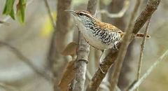 Thryophilus pleurostictus