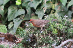 Haemorhous mexicanus