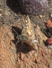 Spialia