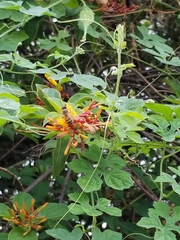 Apis mellifera