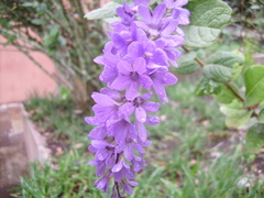 Petrea maynensis