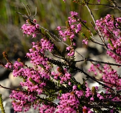 Erica curtophylla