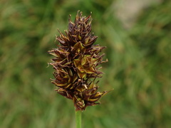 Carex foetida