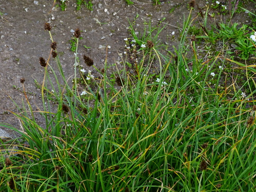 Stinking Sedge (Carex foetida)