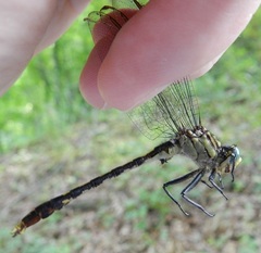 Arigomphus villosipes