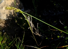Carex capensis