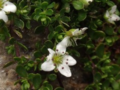 Arenaria biflora
