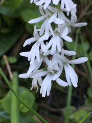 Holothrix parviflora