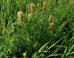 Pedicularis foliosa