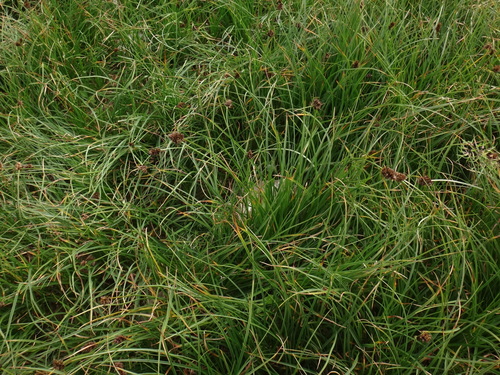 Image of Carex foetida by (c) Christian Berg, some rights reserved (CC BY)