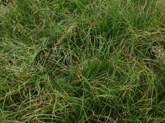 Carex foetida